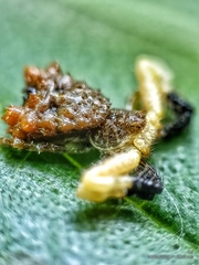 Phrynarachne ceylonica