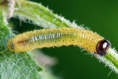 Pristiphora geniculata