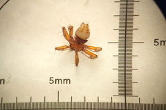 Nycteribiidae
