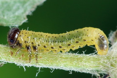 Pristiphora geniculata