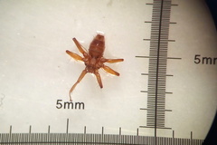 Nycteribiidae