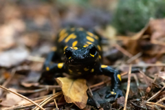 Salamandra corsica