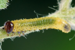 Pristiphora geniculata