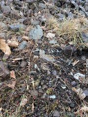 Epilobium brachycarpum