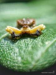 Phrynarachne ceylonica