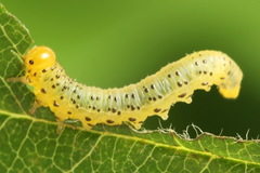 Pristiphora geniculata