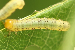 Pristiphora geniculata