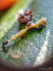 Phrynarachne ceylonica