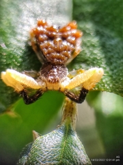Phrynarachne ceylonica