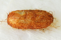 Pristiphora geniculata