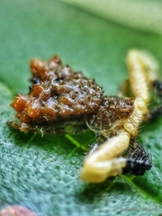 Phrynarachne ceylonica