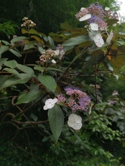 Hydrangea strigosa