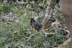 Turdus dissimilis