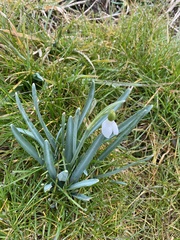 Galanthus nivalis