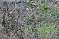 Zoothera aurea