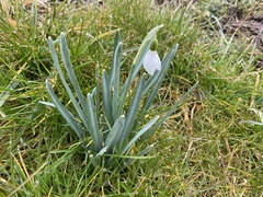 Galanthus nivalis