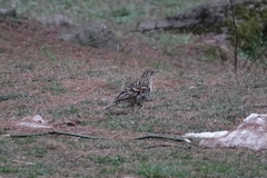 Zoothera aurea
