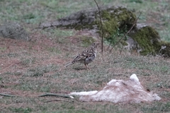 Zoothera aurea