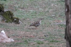 Zoothera aurea
