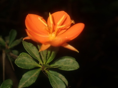 Arboa berneriana