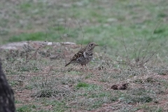 Zoothera aurea