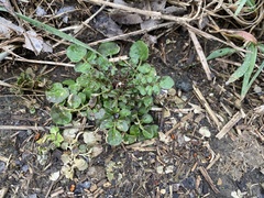 Cardamine hirsuta