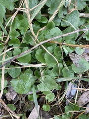 Ficaria verna