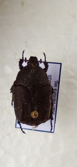 Protaetia morio