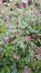 Fumaria officinalis