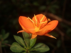 Arboa berneriana