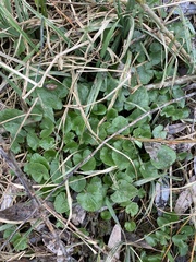 Ficaria verna