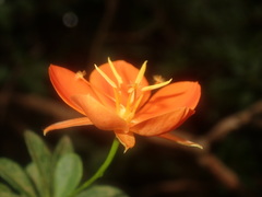 Arboa berneriana