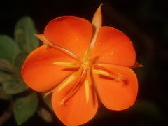 Arboa berneriana