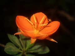 Arboa berneriana