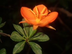 Arboa berneriana