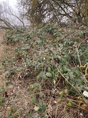 Rubus armeniacus
