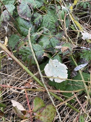 Rubus armeniacus
