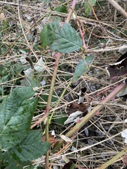 Rubus armeniacus