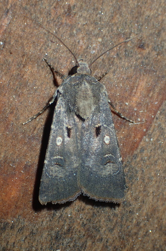 Crescent Dart