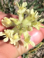 Oxytropis sericea speciosa
