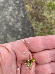 Draba verna