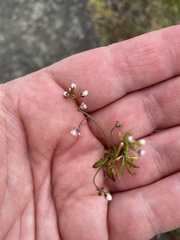 Draba verna