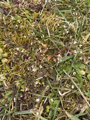Draba verna