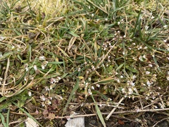Draba verna