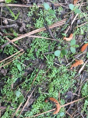 Callitriche terrestris