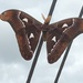 Australian Atlas Moth - Photo (c) aabr, some rights reserved (CC BY-NC)