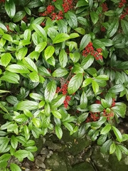 Sarcandra glabra