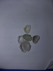 Striarca lactea