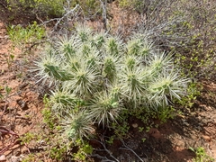 Cylindropuntia imbricata rosea