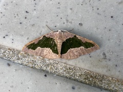 Celenna festivaria